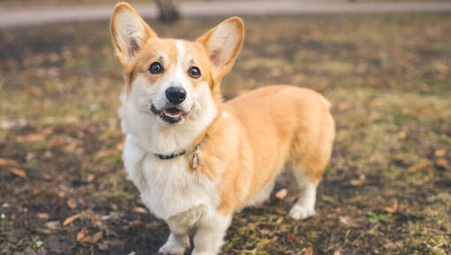 Types of british sales dogs